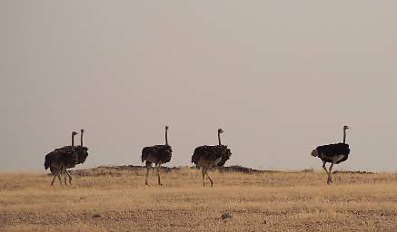 Ostriches