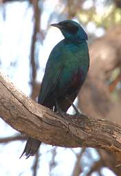 Waterberg Bird Burchells Starling