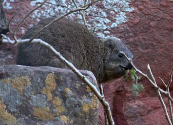 Waterberg Hyrax