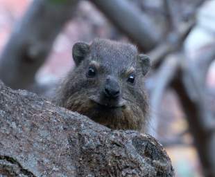 Waterberg Hyrax