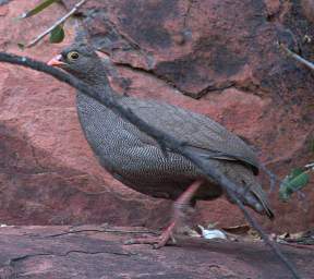 Red Billed Spurfowl