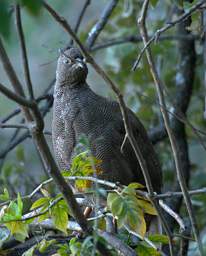 Red Billed Spurfowl