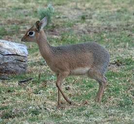 Waterberg Kirks Dikdik