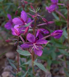 Broad-Leaved Fireweed