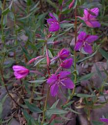 Broad-Leaved Fireweed