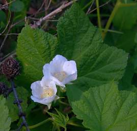 Thimbleberry