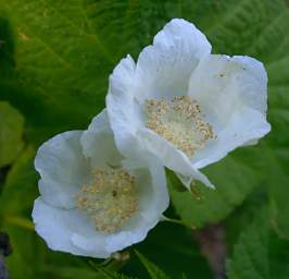 Thimbleberry