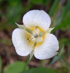 Flower Mariposa Lily