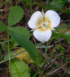 Flower Mariposa Lily