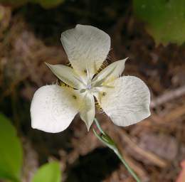 Flower Mariposa Lily