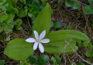 Flower Xxx White 6Petal