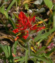 Flower Paintbrush