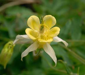 Flower Columbine