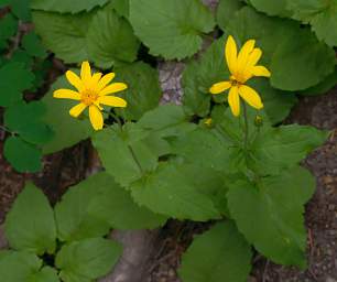 Flower Arnica