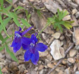 Flower Larkspur