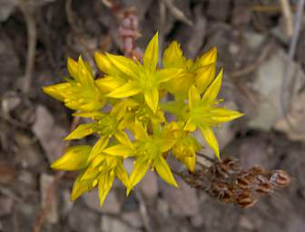 Flower Xxx Yellow