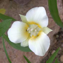 Flower Mariposa Lily