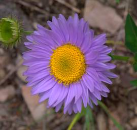 Flower Xxx Blue Yellow