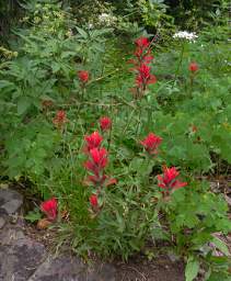 Flower Indian Paintbrush