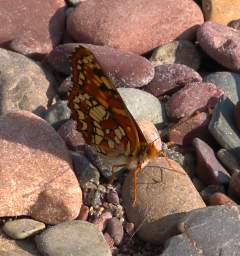 Butterfly Xxx Checkerspot