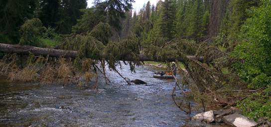 Youngs Cr Guiding Boat Under Tree