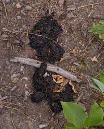 Bear Scat