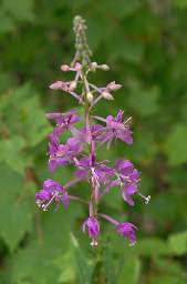 Flower Fireweed