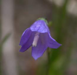 Flower Harebell