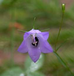 Flower Harebell