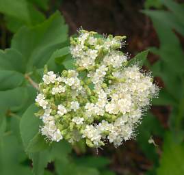 Flower Xxx White Cluster