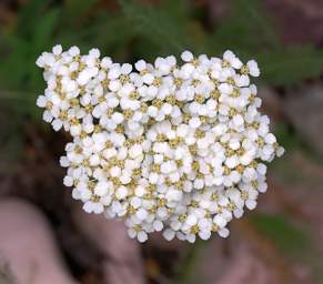 Flower Xxx White Cluster