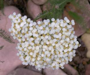 Flower Xxx White Cluster