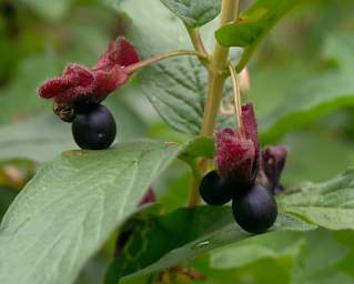 Flower Twin Berry