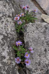 Flower Aster