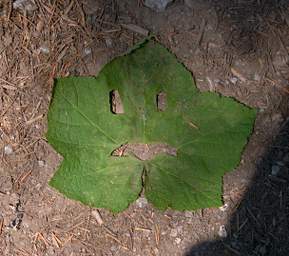 Happy Face Leaf