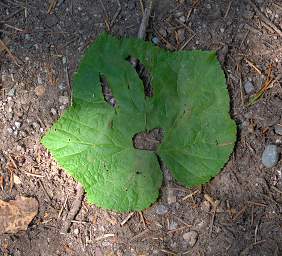 Happy Face Leaf