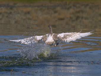 SwanRelease_0107_20150911