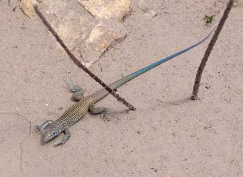 Blue Tailed Lizard