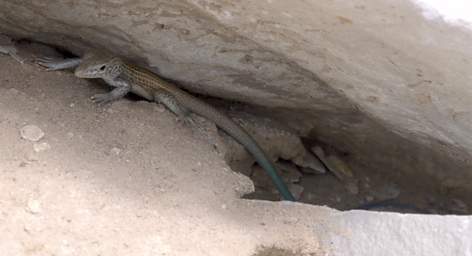 Blue Tailed Lizard