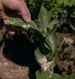 Milkweed