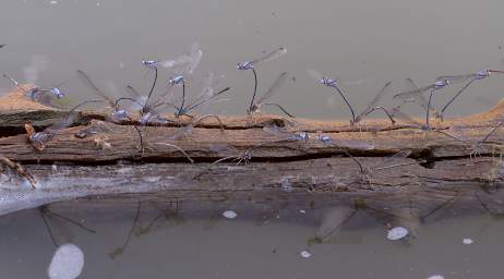 Dragonflies