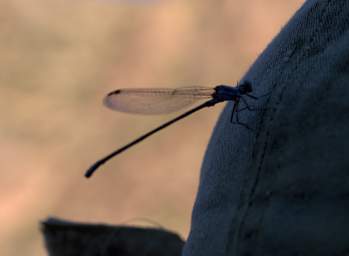 Dragonfly Camden Hat