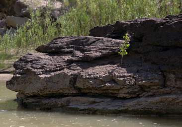 Cottonwood In Rock