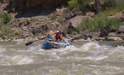 Wire Fence Rapid Randy