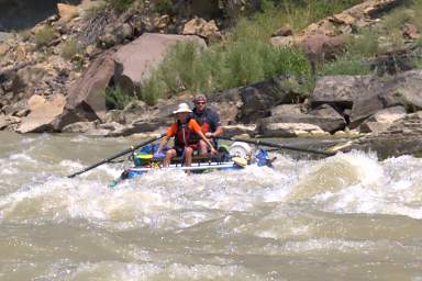 Wire Fence Rapid Randy