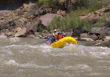 Wire Fence Rapid Steve