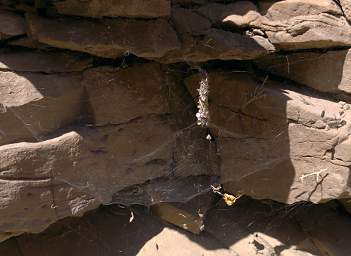 School Section Canyon Spider Web