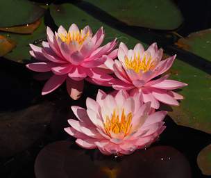 Water Lily