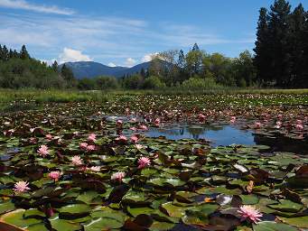 Water Lily