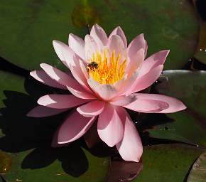 Water Lily